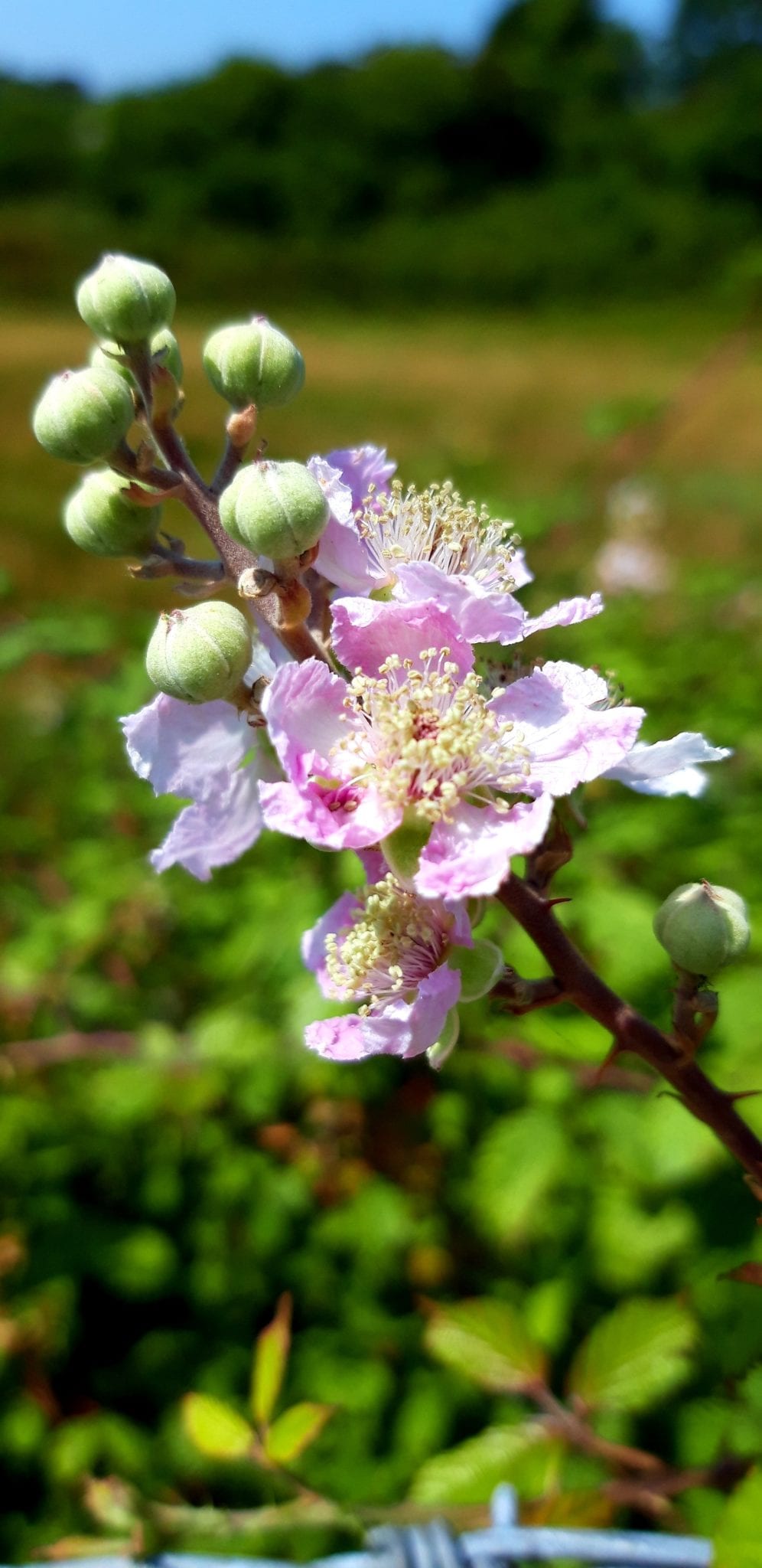 germany-promote-pollinators