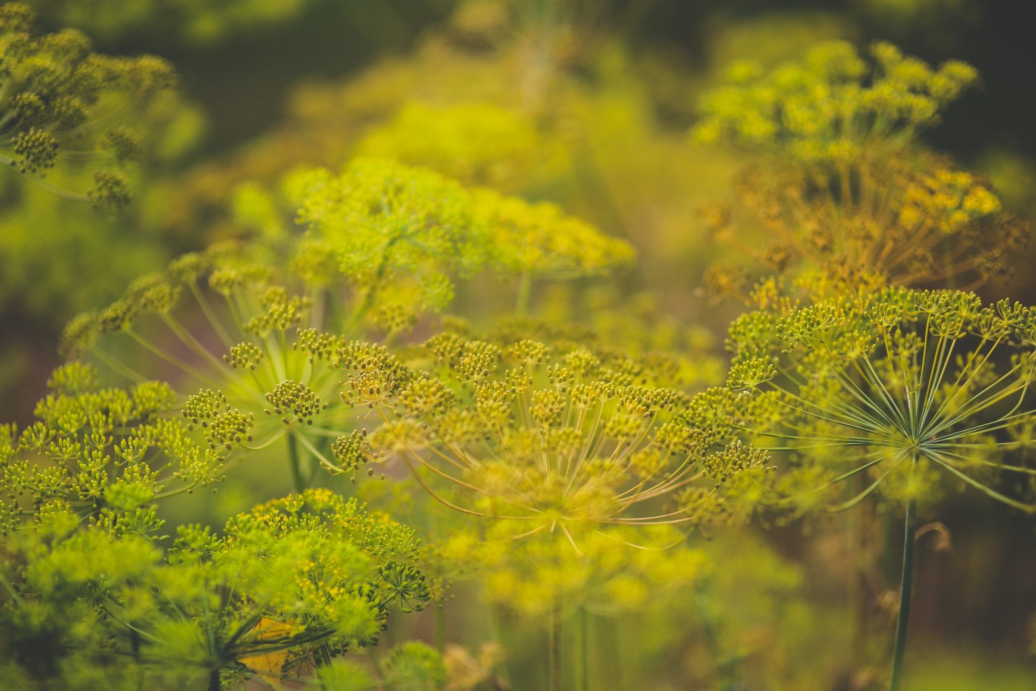 Blooming dill