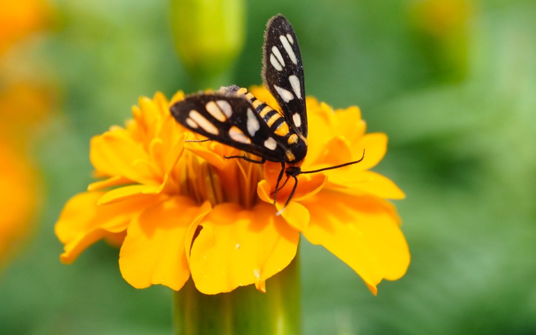 Webinar ‘Science and policy for effective pollinator protection’ on May 20th