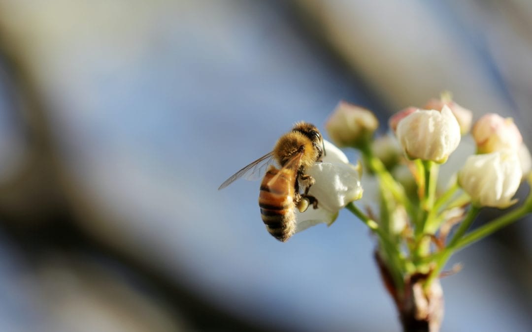 Online Campaign for World Bee Day