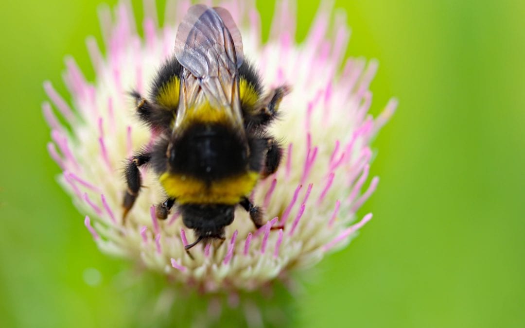 Successful Promote Pollinators webinar connects 350 professionals