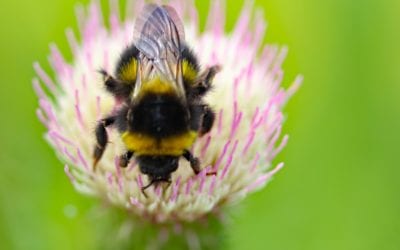 Successful Promote Pollinators webinar connects 350 professionals