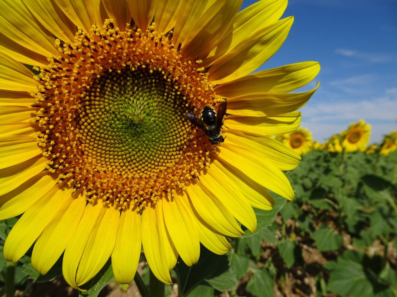 Sunflower