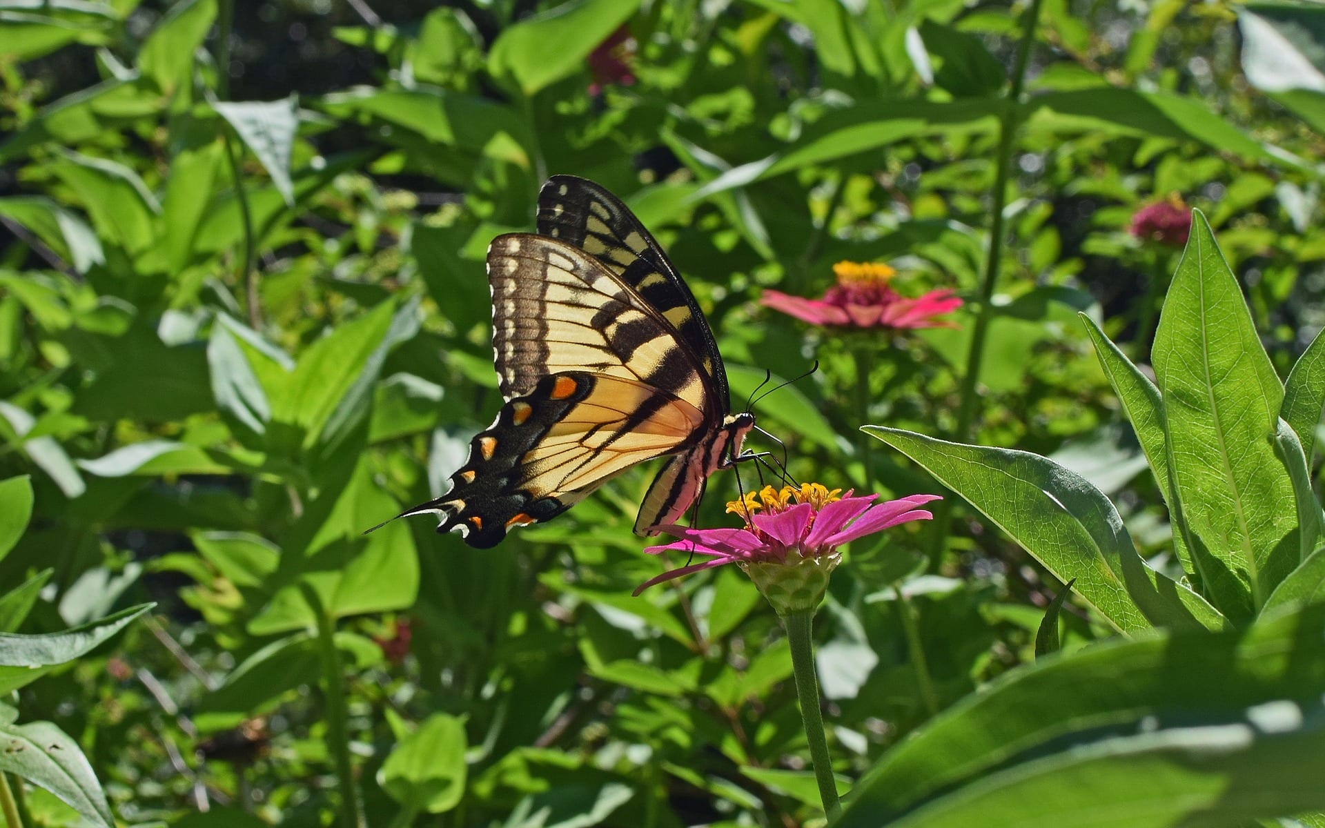 Butterfly on flower