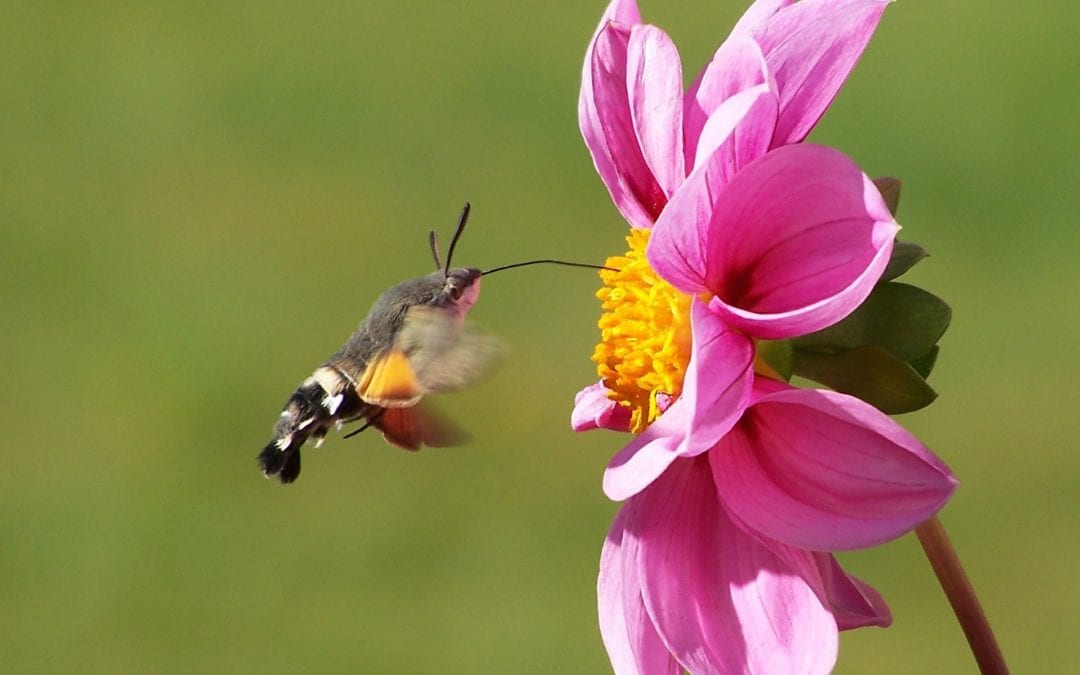Conference call for Promote Pollinators members on July 14th