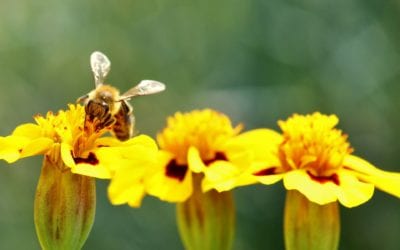 European Bee Award 2020 open to applications