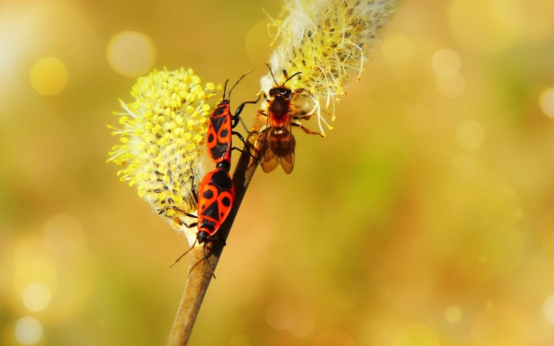 Promote Pollinators members connect in online webinar