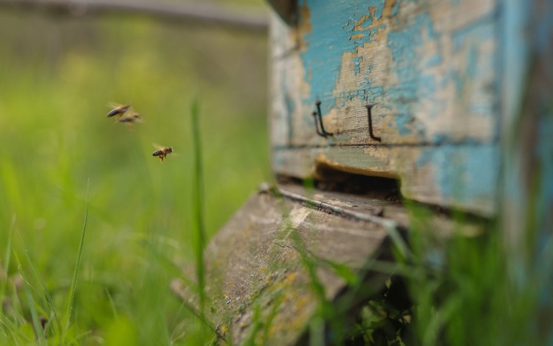 South Korea celebrates first anniversary of Beekeeping Industry Development Act