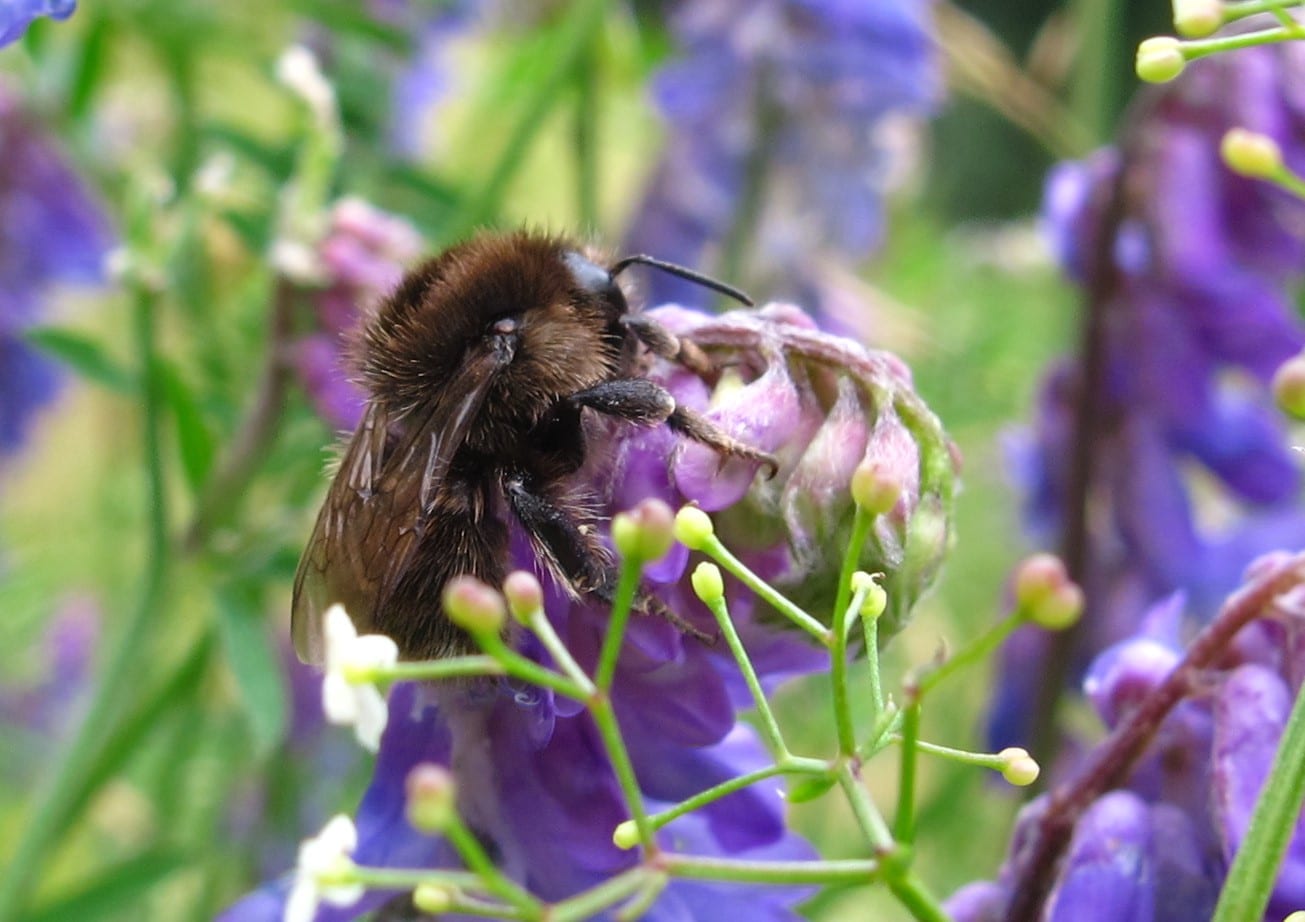 Brown-banded carder bee