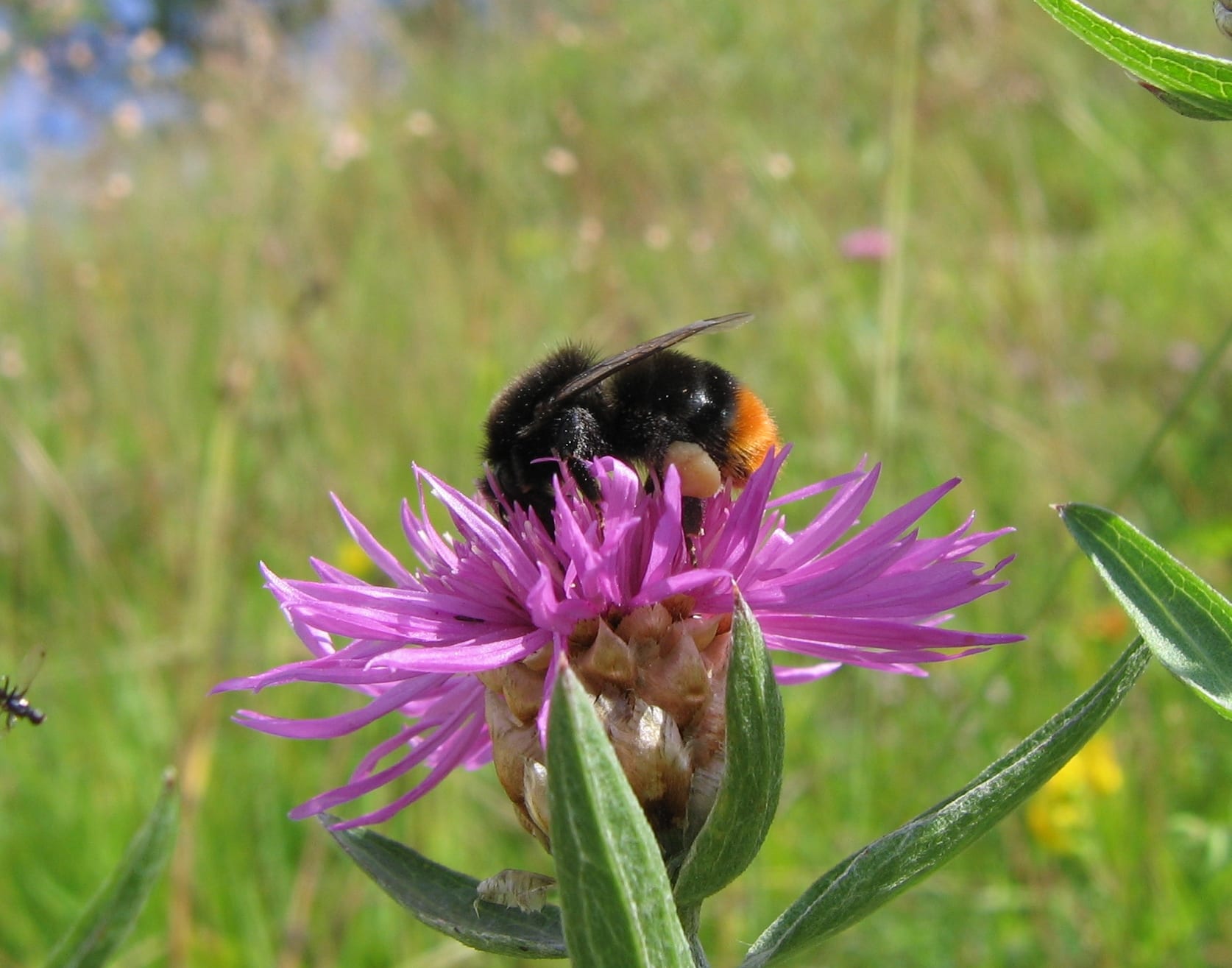 Red Tailed Bumblebee