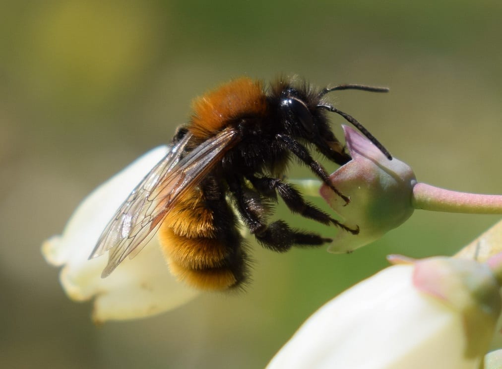 Tawny mining bee