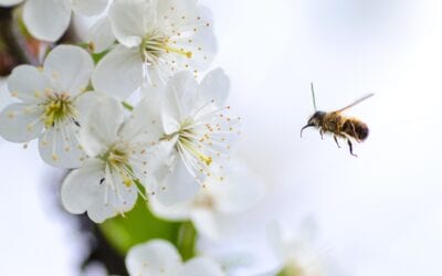 Spanish Environmental Sectorial Conference adopts Strategy for Conservation of Pollinators