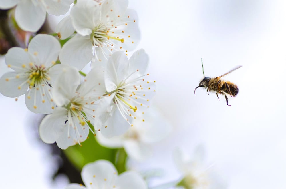 Spanish Environmental Sectorial Conference adopts Strategy for Conservation of Pollinators