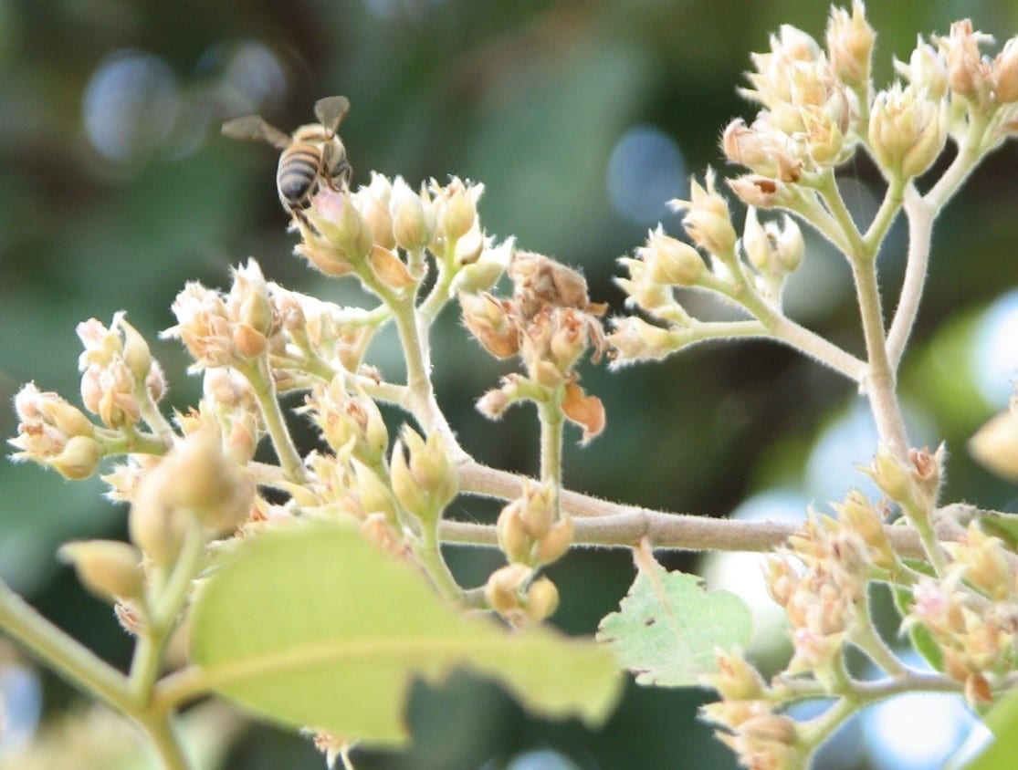 Logo World Bee Day