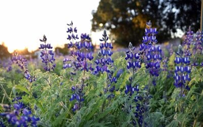 Financial institutions sign Biodiversity Pledge