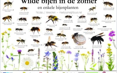 Belgium raises awareness of wild bees through ‘Meet your neighbours’ approach