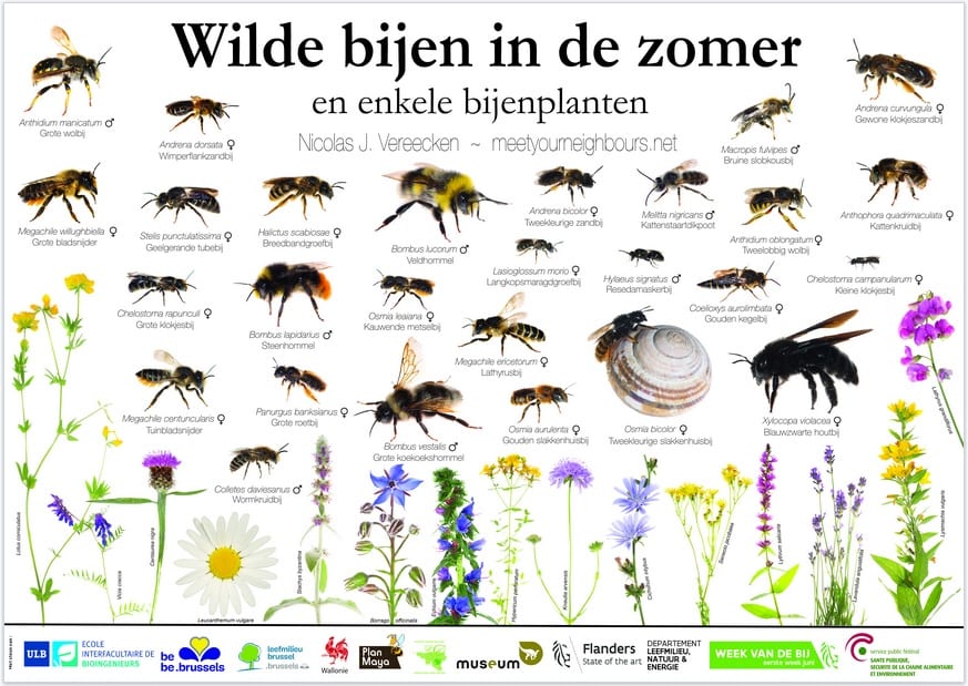 Belgium raises awareness of wild bees through ‘Meet your neighbours’ approach