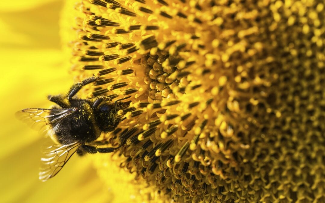 Promote Pollinators & BES-Net Webinar Part 2 on January 14th
