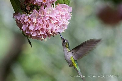 Hummingbird feeding on flower