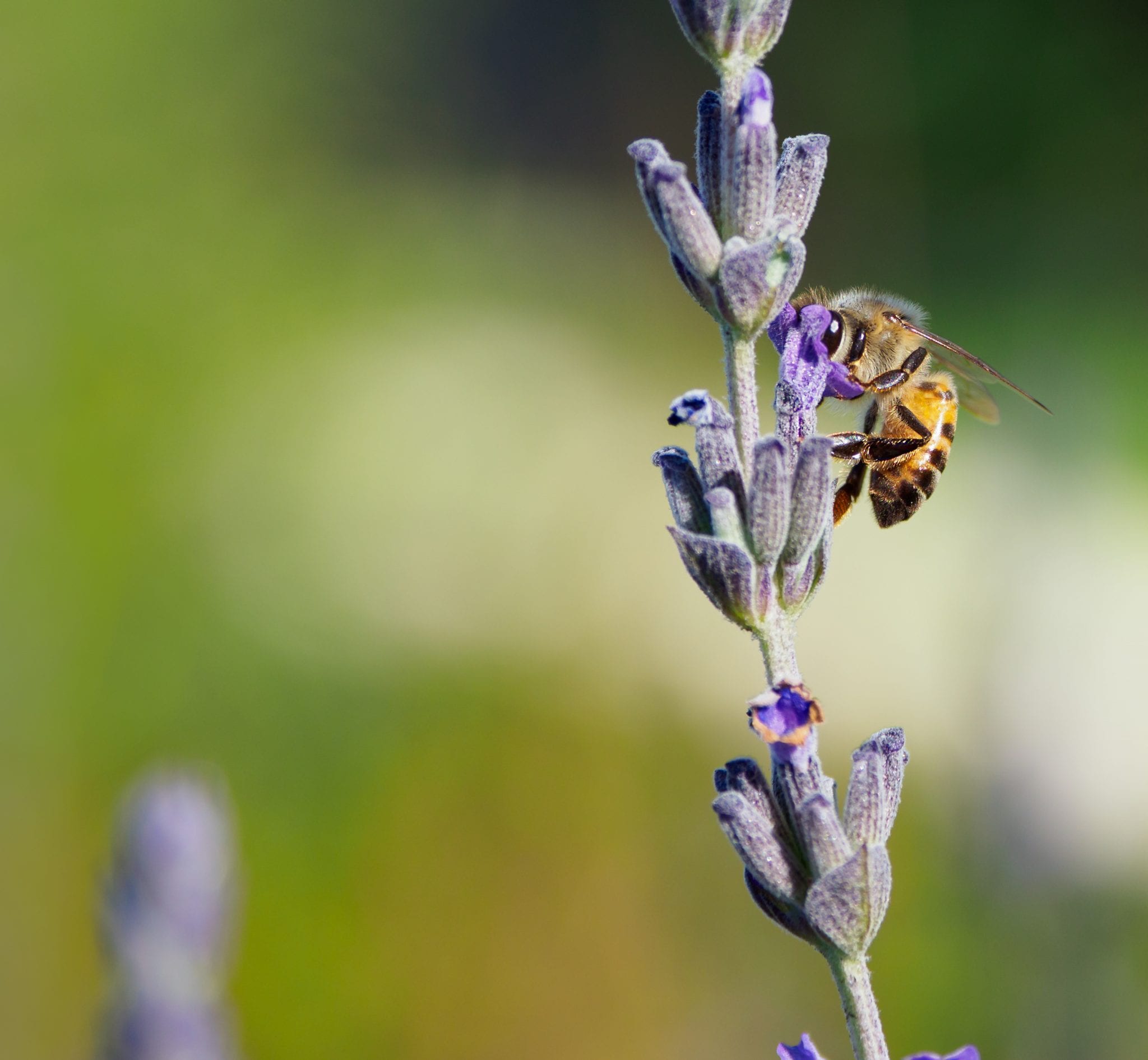 bee on flower