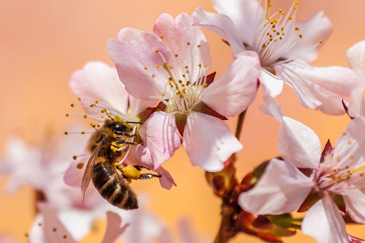 bee on blossom