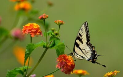 Promote Pollinators hosts second digital members’ meeting