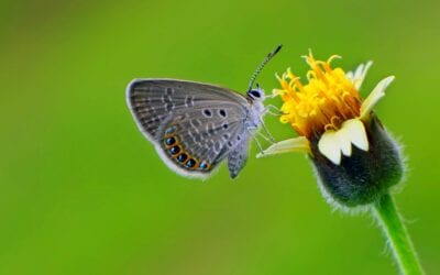European Commission launches Pollinator Park, a dystopian virtual reality experience