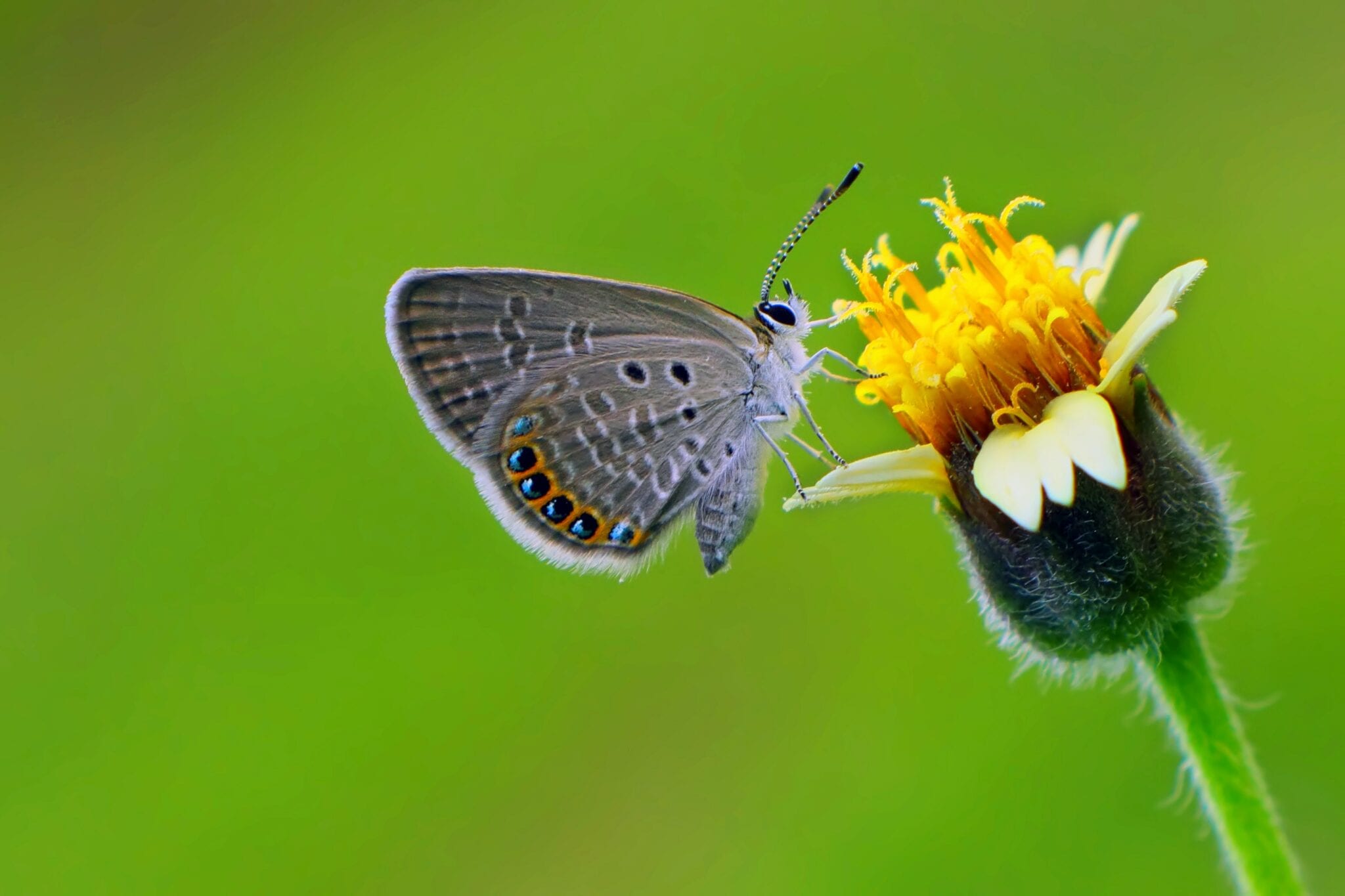 IUCN SSC Wild Bee Specialist Group