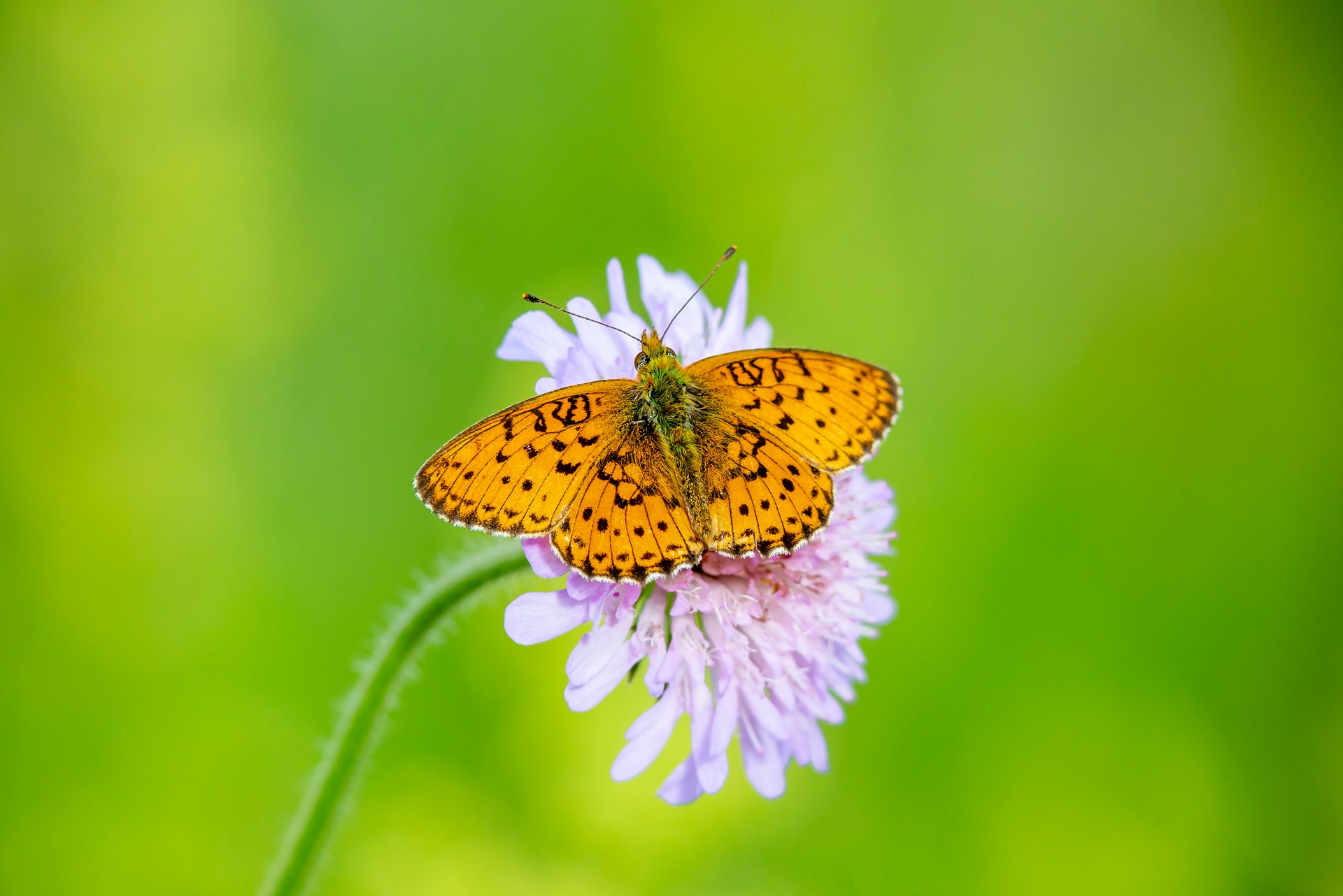 butterfly on flower