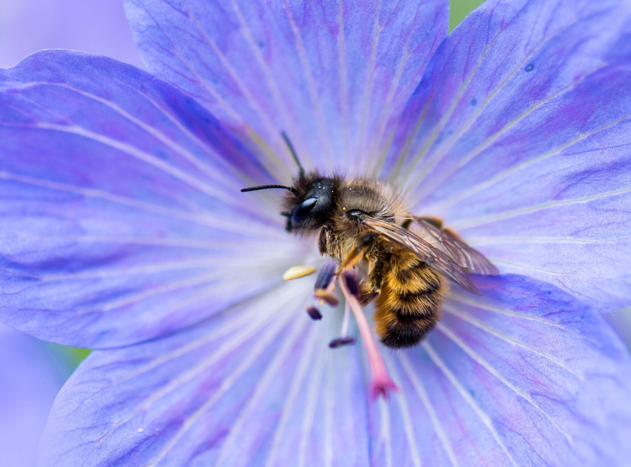 bee on flower