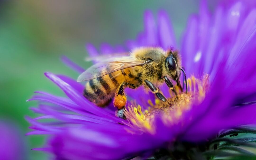 Promote Pollinators member Portugal starts national pollinator network
