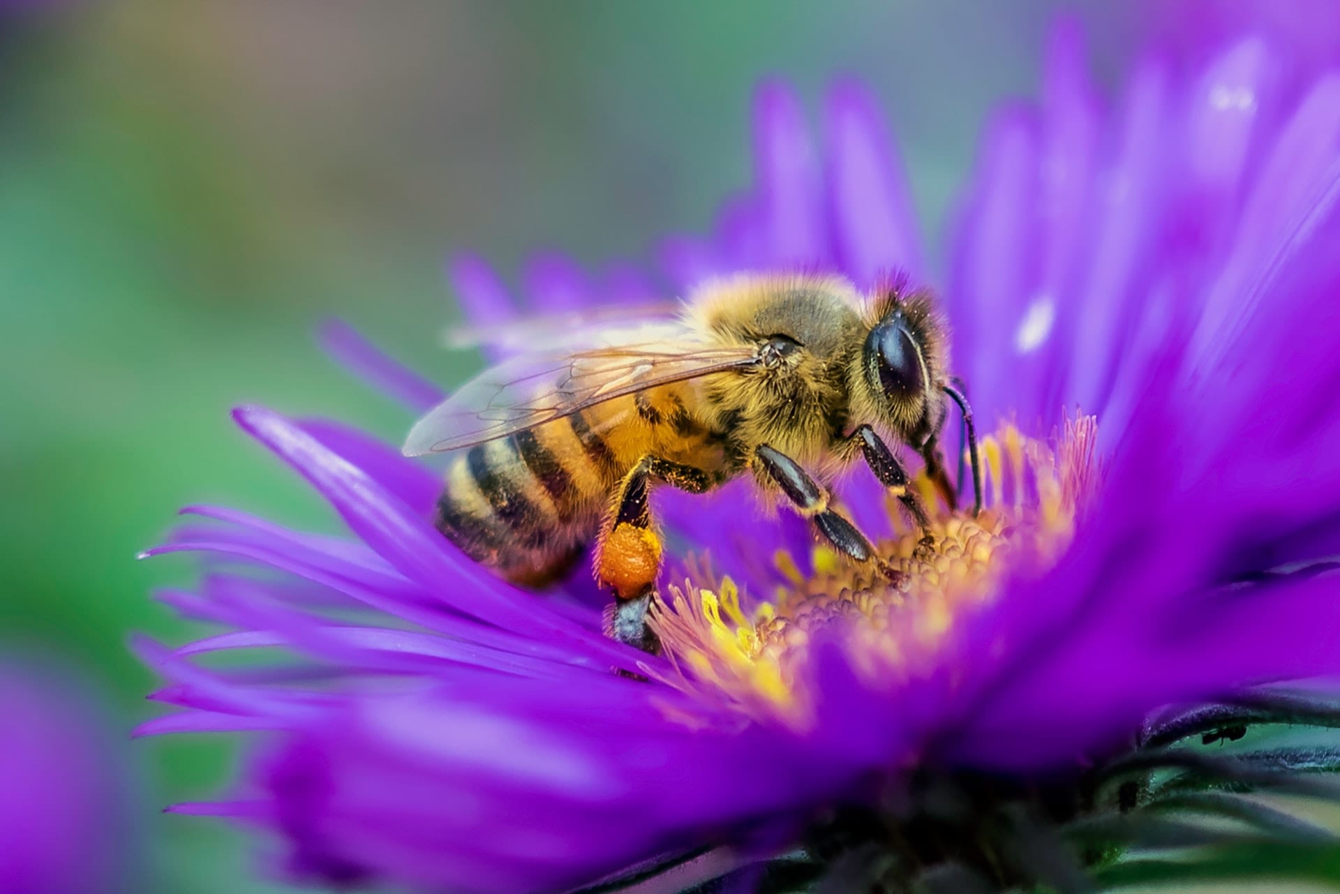 Bee on purple flower