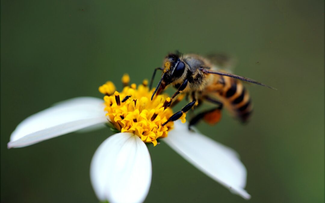 Promote Pollinators member Slovenia opens call for 2021 Golden Bee Award