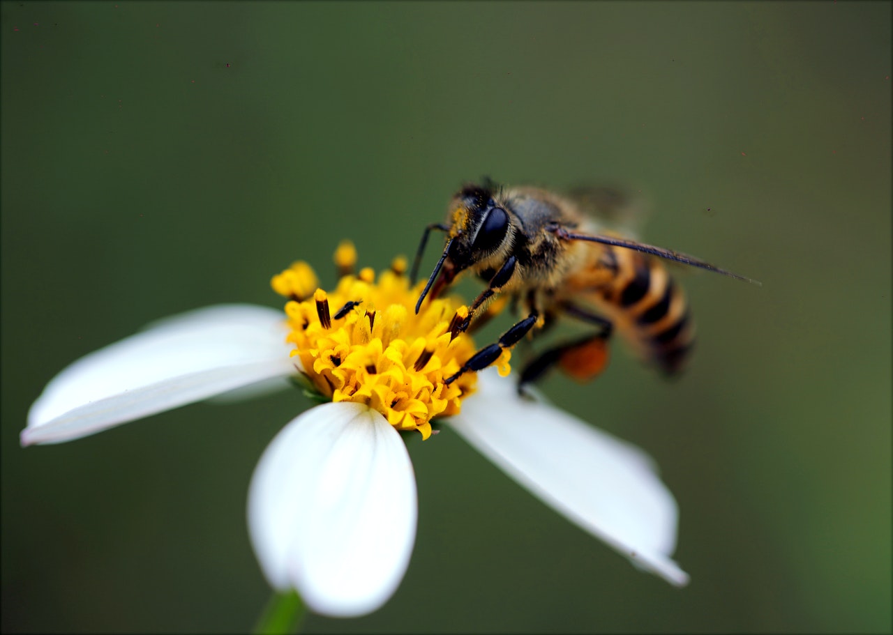 Bee on purple flower