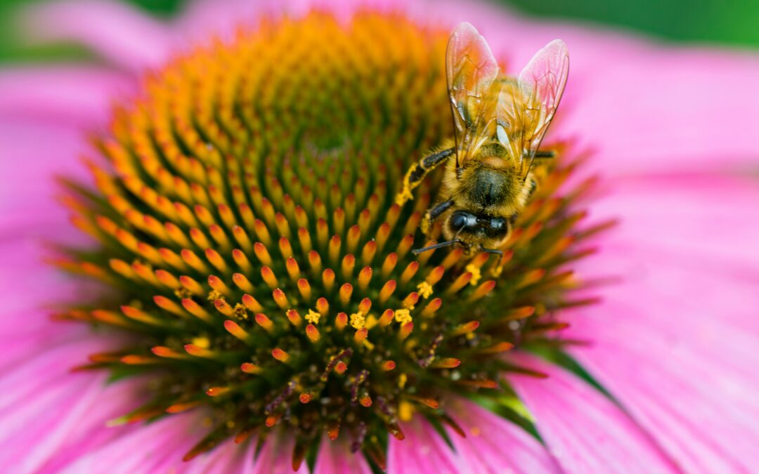 EU Pollinator Week taking place digitally September 27-30 2021