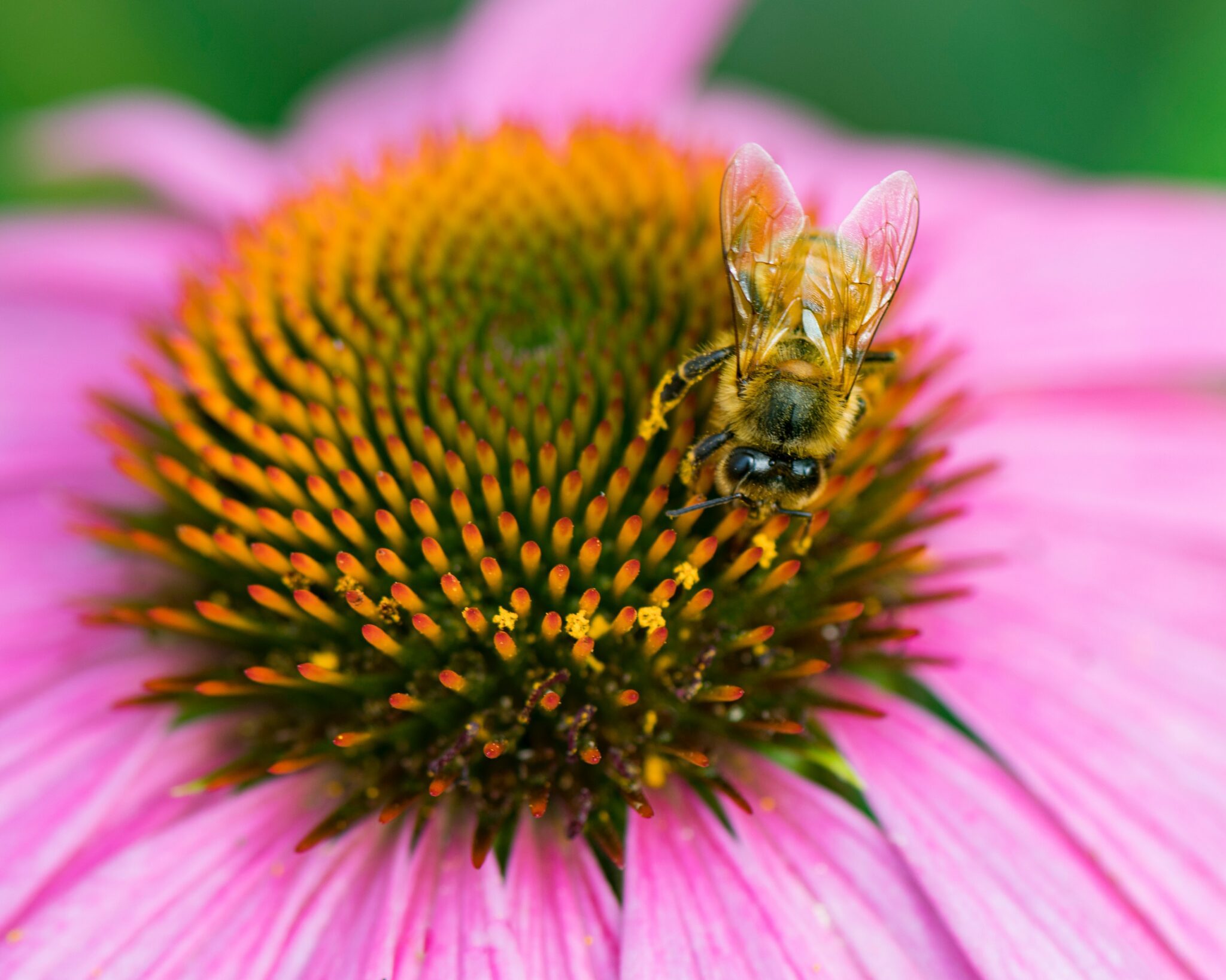 Bee on purple flower