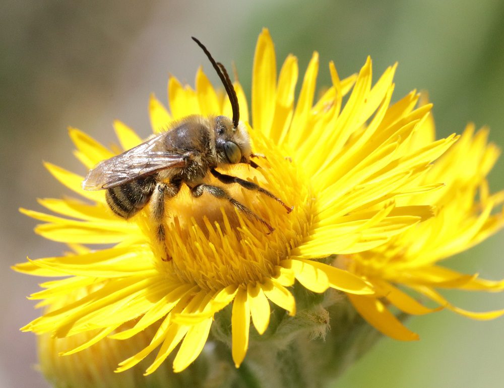 bee on yellow flower