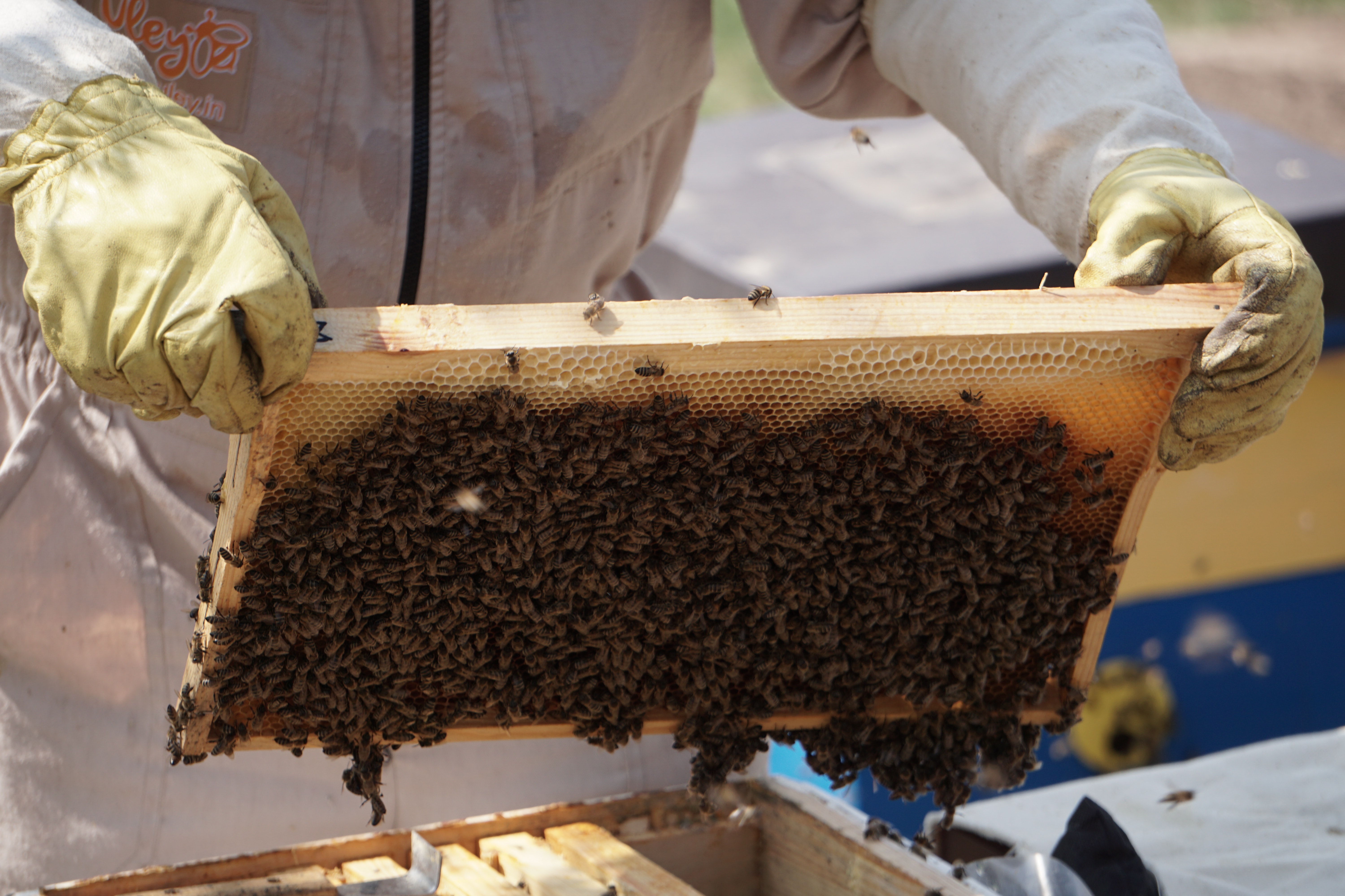 FAO publishes guidelines for good beekeeping practices