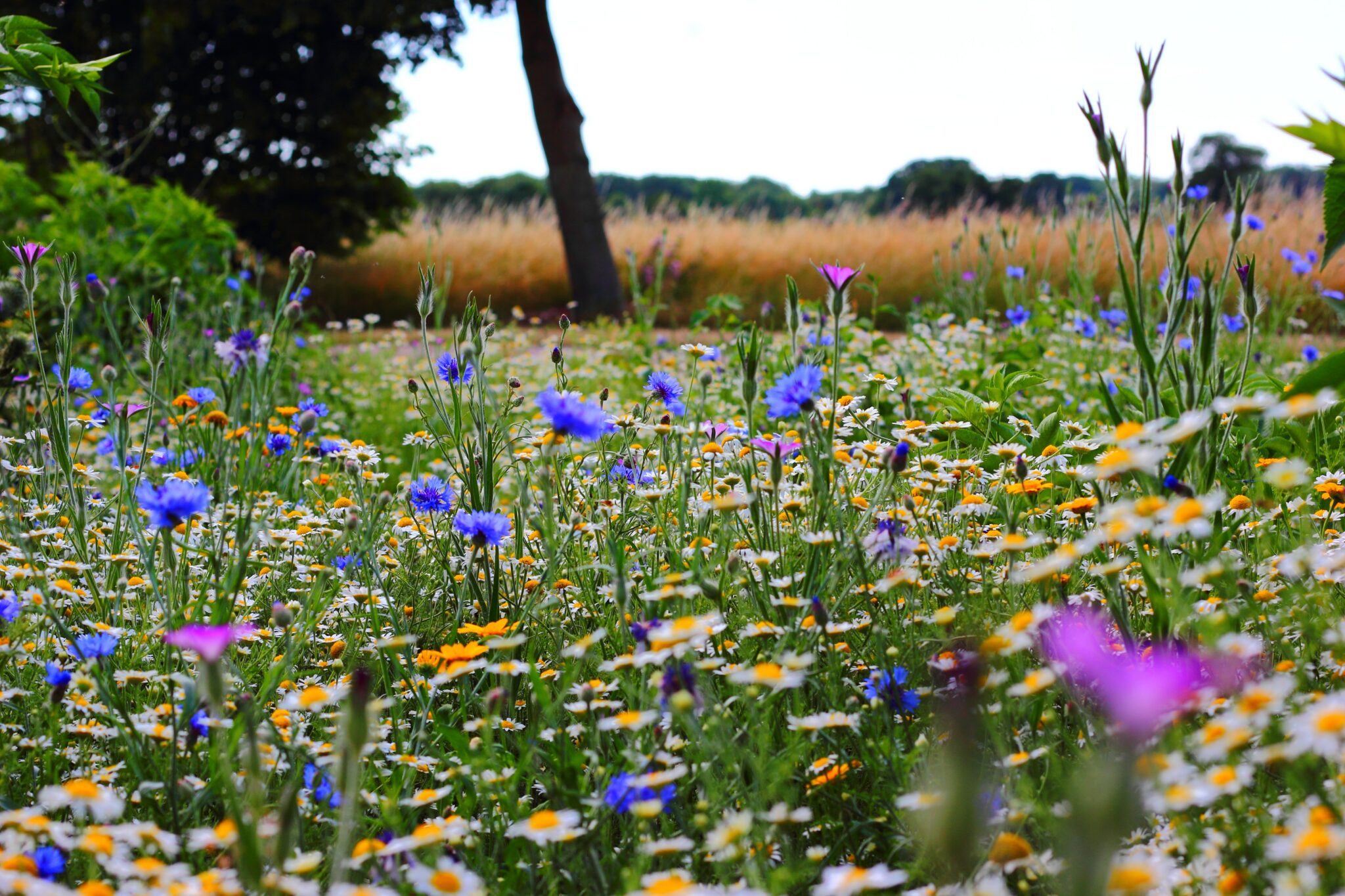 flower meadow