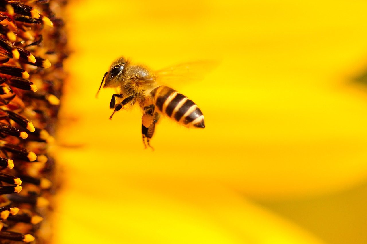 bee by sunflower