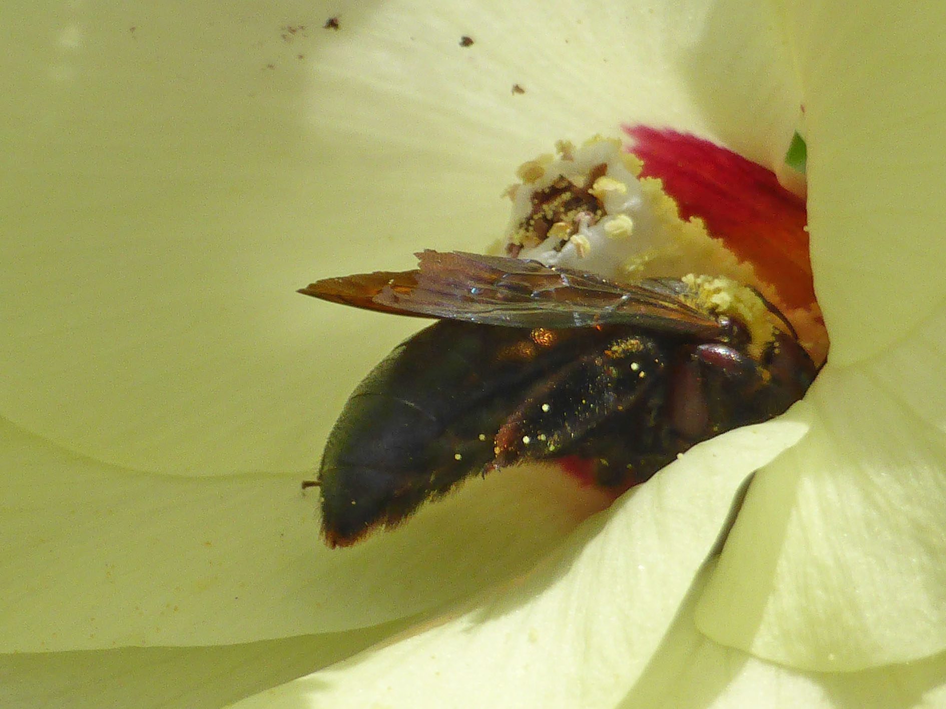 bee on yellow flower