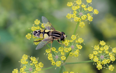 France launches new action plan on pollinators, both domestic and wild