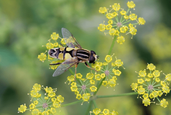 France launches new action plan on pollinators, both domestic and wild