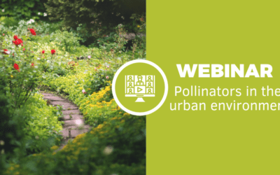 Join the webinar ‘Pollinators in the urban environment’