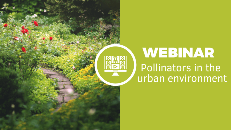 Join the webinar ‘Pollinators in the urban environment’